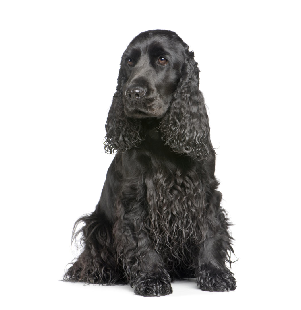 english Cocker Spaniel (2 years)
