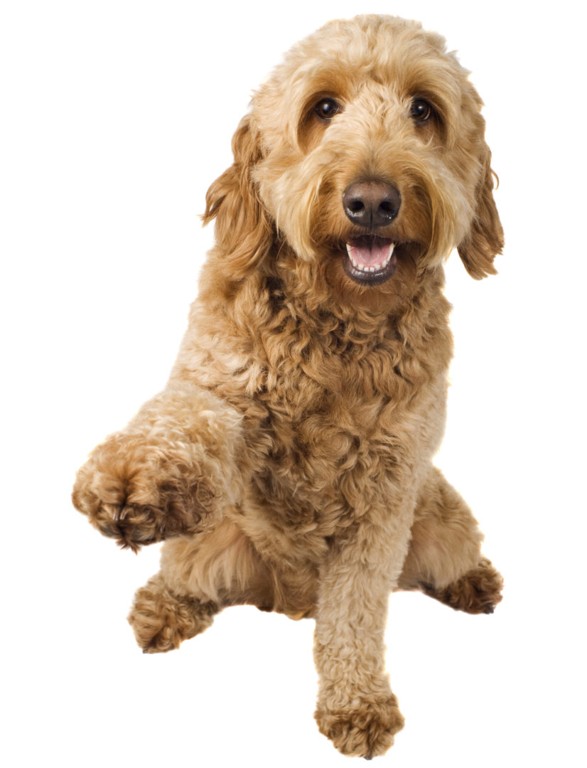 Golden Doodle