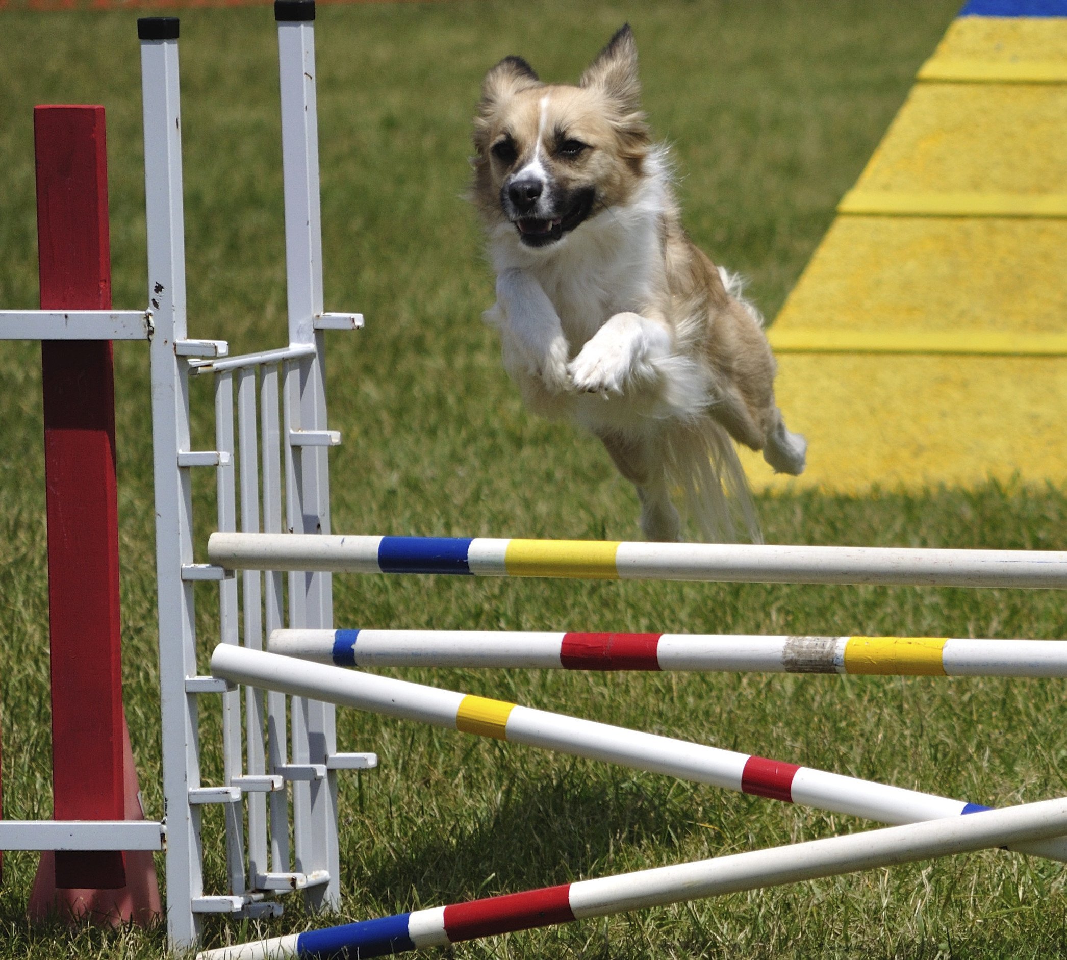 Agility, blandingshund