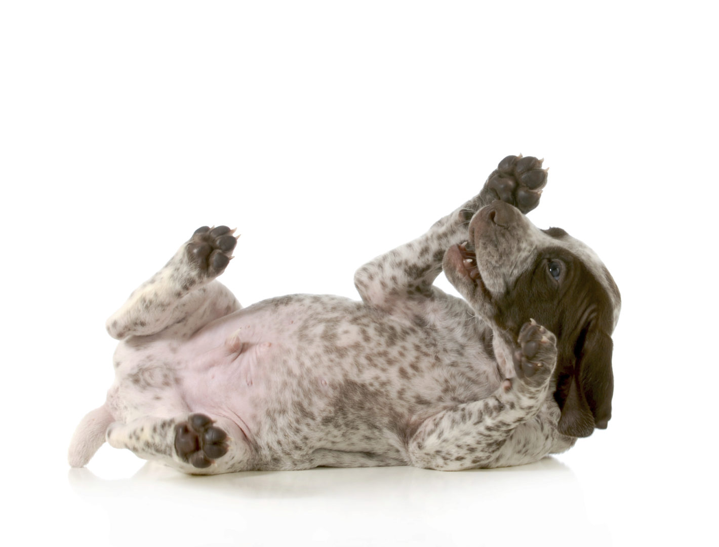 Leken pointer valp