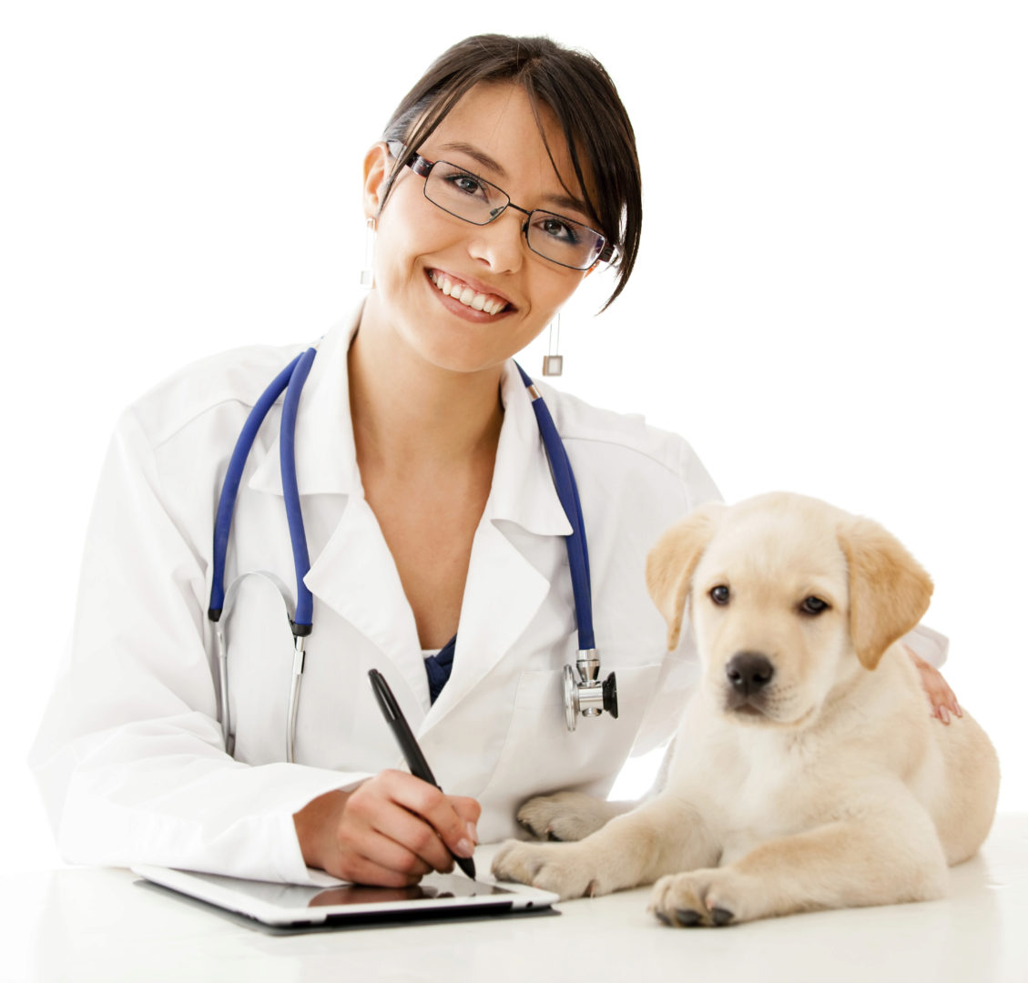 Veterinær