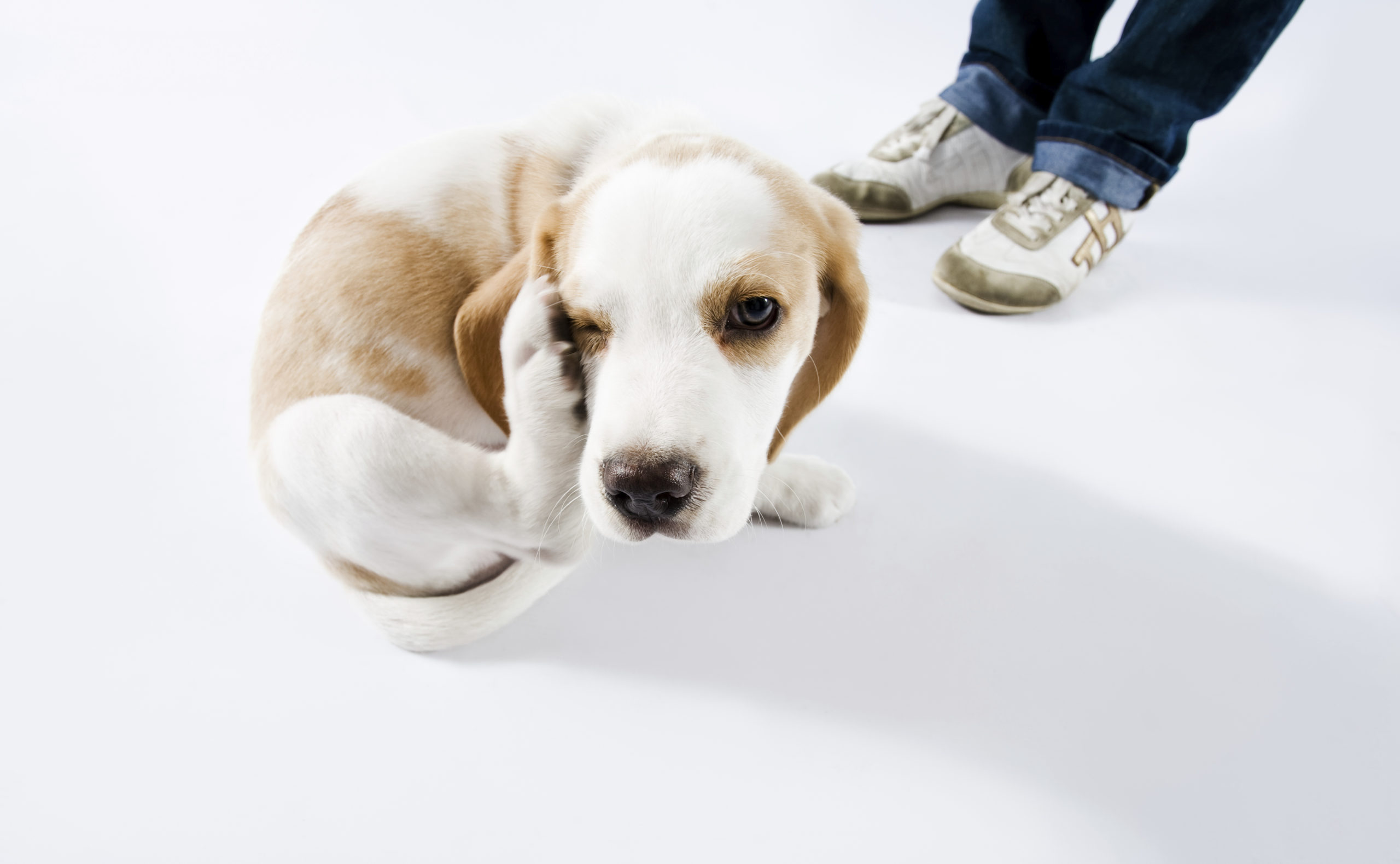 Белая собака прикусила. Фризби соревнования собак. Собака подпрыгивает. Пес в прыжке. Фрисби для кошек.
